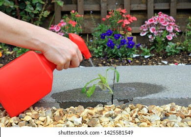 Hand Spraying Weed Killer On To A Weed Growing Between Paving Stones In A Garden.