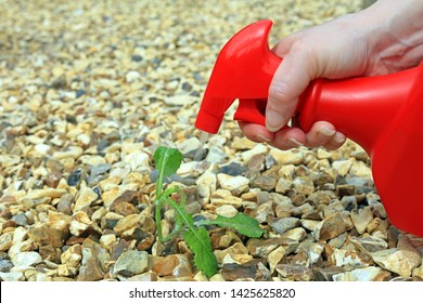 Hand Spraying Weed Killer On To A Weed Growing Between Shingle In A Garden Area.