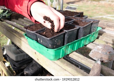 Hand Sprinkling Compost Over Seeds In Plant Pots During Sowing In A Greenhouse