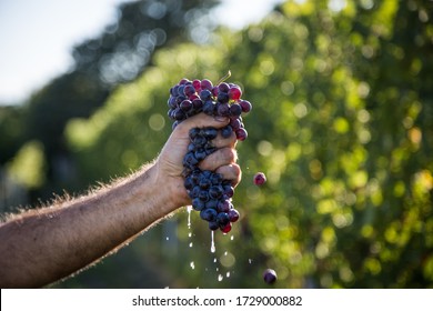 Hand Squeezing Grapes Of Nebbiolo