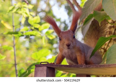 Hand squirrel looking at the camera. Squirrel close up sitting on a tree. Curious glance.