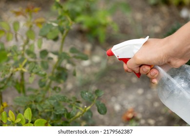 Hand Squirting A Solution Of Rose Aphid In Garden