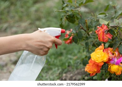 Hand Squirting A Solution Of Rose Aphid In Garden