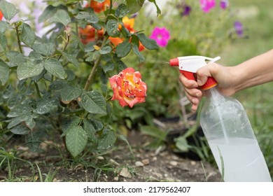 Hand Squirting A Solution Of Rose Aphid In Garden