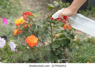 Hand Squirting A Solution Of Rose Aphid In Garden