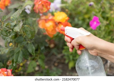 Hand Squirting A Solution Of Rose Aphid In Garden