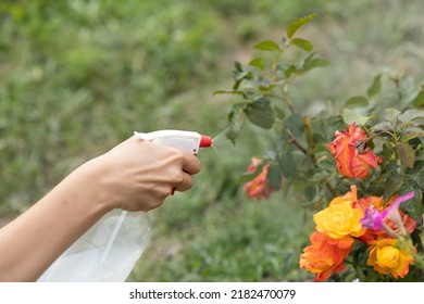 Hand Squirting A Solution Of Rose Aphid In Garden