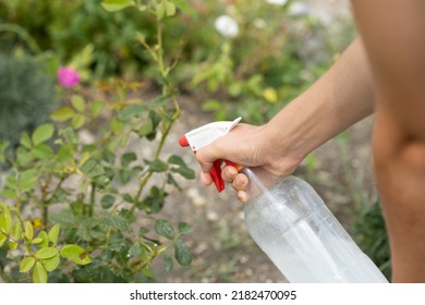 Hand Squirting A Solution Of Rose Aphid In Garden