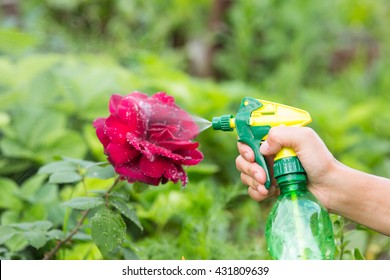 Hand Squirting A Solution Of Rose Aphid In Garden