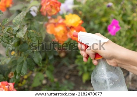 Hand squirting a solution of rose aphid in garden