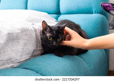 A Hand Strokes A Frightened Black Cat Close Up