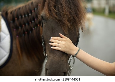 Hand Strokes Horse. Horse Muzzle And Human Hand. Favorite Pet. Caressing Man. Big Head.