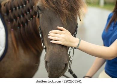 Hand Strokes Horse. Horse Muzzle And Human Hand. Favorite Pet. Caressing Man. Big Head.