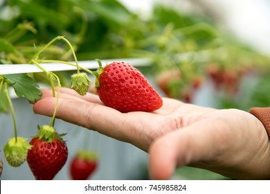 hand support big size strawberry in organic farm, harvest fruit season concept.