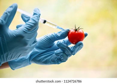 Hand with syringe injecting tomato. GMO and laboratory studies concept