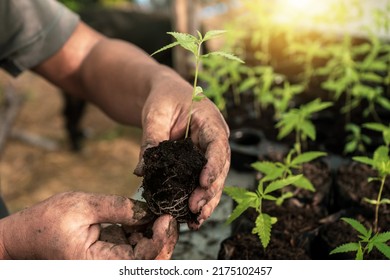 The hand that holds the sapling and root of the cannabis plant. Transplanting saplings from nurseries to be planted in a nursery bag.