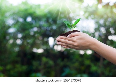 The hand that is planting trees to grow Help the world, environmental problems, protect nature The concept of world love - Shutterstock ID 1564573078