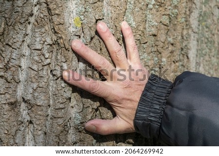 Hand touches the bark of a tree in the autumn park. Old man's hand
