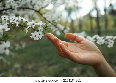 hand touching blossom almond trees leaves in springtime. Horizontal cropped view of unrecognizable woman holding white flowers in almond tree. Nature and springtime blooming flowers.