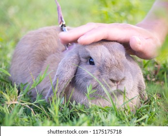 Hand touching brown rabbit ( Holland Lop )  on the green grass. Cute pet rabbit