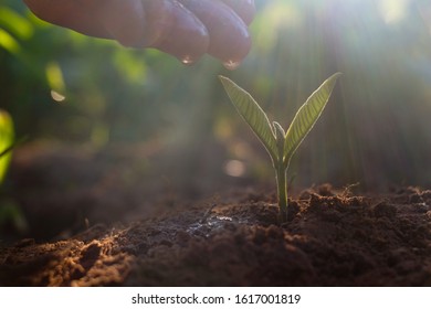 Hand touching is growing plant,Young plant in the morning light on ground background.Small plants on the ground in spring,Photo fresh and Agriculture concept idea. - Shutterstock ID 1617001819