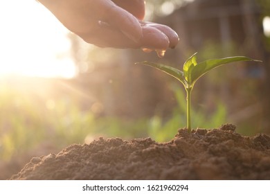 Hand touching is growing plant,Young plant in the morning light on ground background.Small plants on the ground in spring,Photo fresh and Agriculture concept idea.