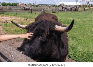 hand touching Highland cow  behind the fence in the zoo, Belarus - Powered by Shutterstock