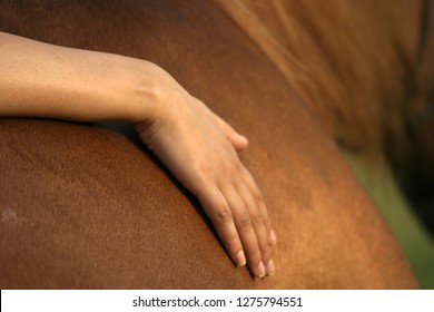 Hand Touching Horse ,equine Assisted Learning