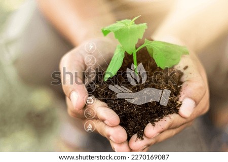 Similar – Hand holds young chili plant