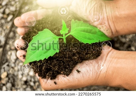 Similar – Hand holds young chili plant