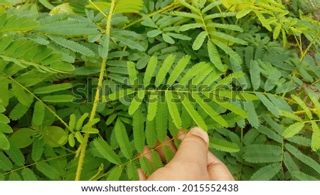 Hand touching small leaves of mimosa pudica plant also known as shameplant, touch me not, thottavadi and sleepy plant. The green leaf of this sensitive plant fold inward if we touch it. Closeup view.
