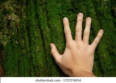Hand touching the surface of a tree