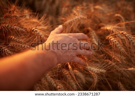 Hand touching wheat crops in golden hour, sunset, sunrise time.