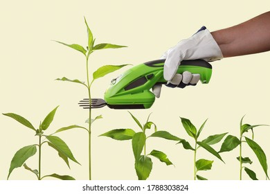 Hand Trims The Plant Above The Others With A Trimmer To Make Everyone Equal. Concept, Put The Upstart In Place, To Prevent Greater Success. Isolated On Beige Background