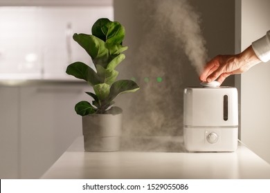 Hand turn on air humidifier on the table at home, water steam direction to a houseplant - Ficus lyrata. Ultrasonic technology, comfortable living conditions, moisture increase in the apartment. 