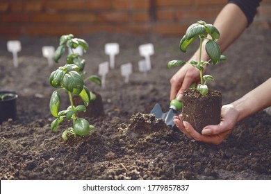 Hand Of Unknown Gardener Is Using Small Garden Shovel And Holding Young Green Basil Seedling Or Plant In Soil. Sunlight, Ground. Close-up