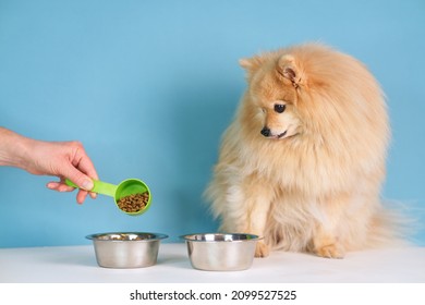 Hand Of Unrecognisable Person Is Feeding A Pet, Beautiful Adorable Pomeranian Spitz Dog, Little Breed Small Puppy With Dry Feed. Two Bowls With Food And Water On Blue Background. Healthy Eating Doggy