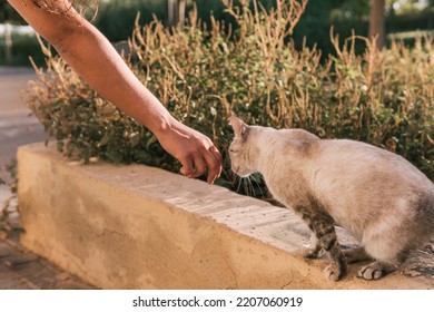Hand of unrecognizable person approaching the snout of a light gray stray cat trying to sniff it. - Shutterstock ID 2207060919