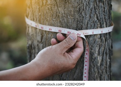 Hand uses measuring tape to measure trunk of tree. Concept , forest valuation. Conservation of environment. Analysis and research about growth of tree.                            