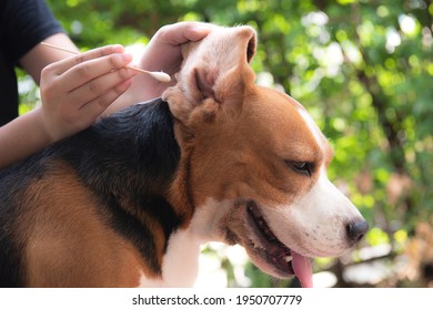   Hand Using A Cotton Ball To Wipe The Beagle Dog Dirty Ears Clean