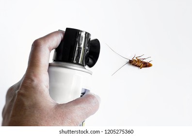 Hand Using A Fly Poison Spray Aganist Adult Flying Cockroach And It Is Dead On The White Surface.Used Stack Tecnique With Two Image For Focus.