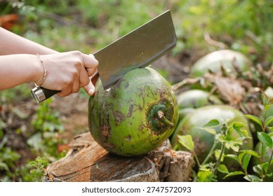 Hand using large cleaver knife to cut fresh green coconut outdoors in natural tropical setting, preparing to access coconut water and meat inside