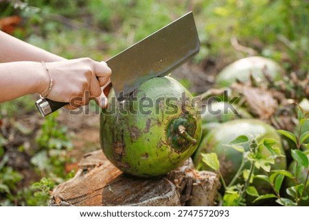 Hand using large cleaver knife to cut fresh green coconut outdoors in natural tropical setting, preparing to access coconut water and meat inside