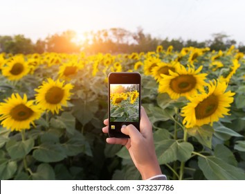 Hand Using Phone Taking Photo Beauty Sunflower Field