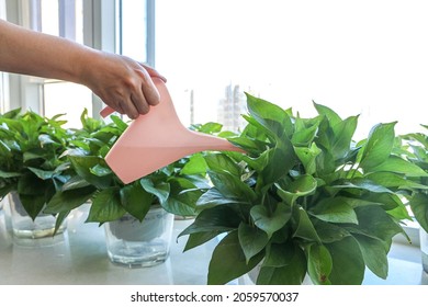 A Hand Using Pink Watering Can To Water Healthy Green Plants (Known As Epipremnum Aureum Or Golden Pothos) By Window And Sunlight During Spring