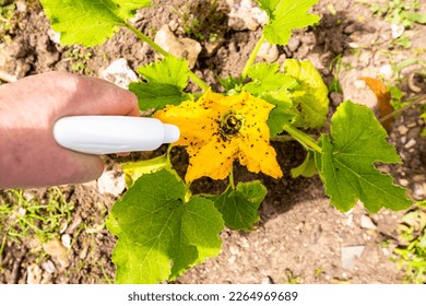 Hand using spray on zucchini yellow flower plant infected by many black aphids. Using no pesticide, made with water, green soap and vinegar.