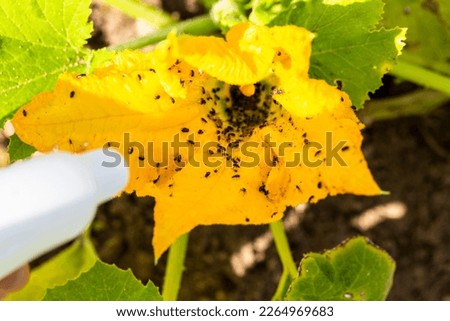 Hand using spray on zucchini yellow flower plant infected by many black aphids. Using no pesticide, made with water, green soap and vinegar.