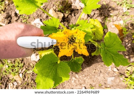 Hand using spray on zucchini yellow flower plant infected by many black aphids. Using no pesticide, made with water, green soap and vinegar.