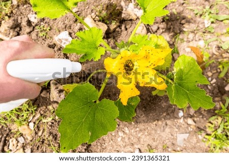 Hand using spray on zucchini yellow flower plant infected by many black aphids. Using no pesticide, made with water, green soap and vinegar.