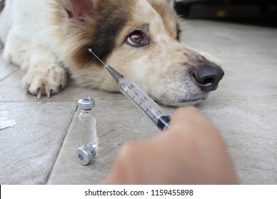 Hand Of Veterinarian Prepare Syringe Vaccine Injection For Dog.